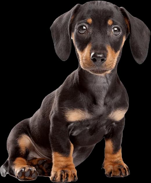 Un cachorro salchicha negro y canela, sentado