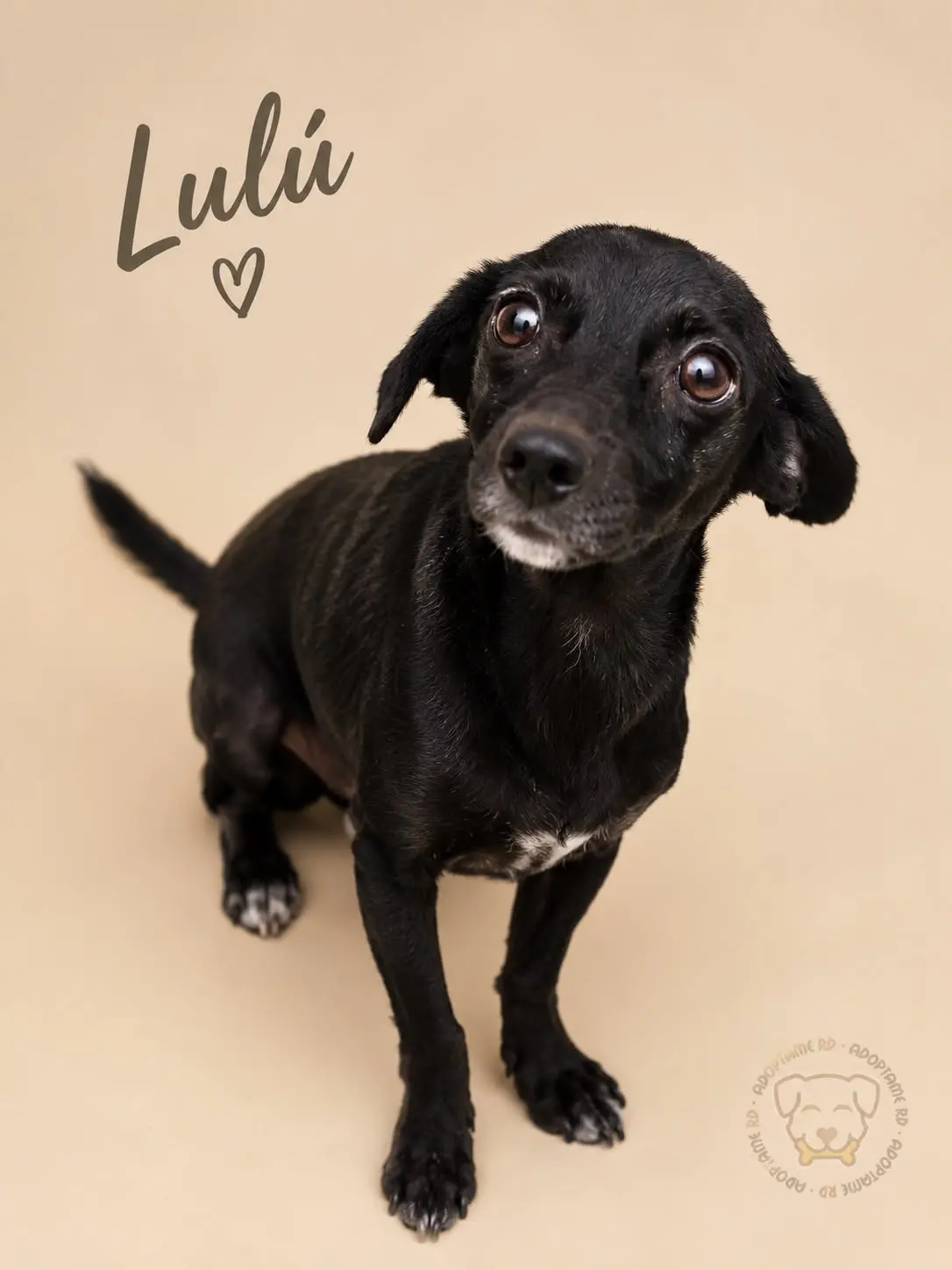 Lulú, perro en adopción