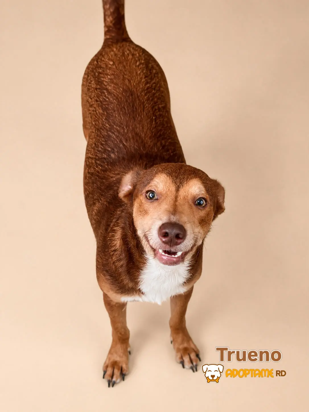 Trueno, perro en adopción