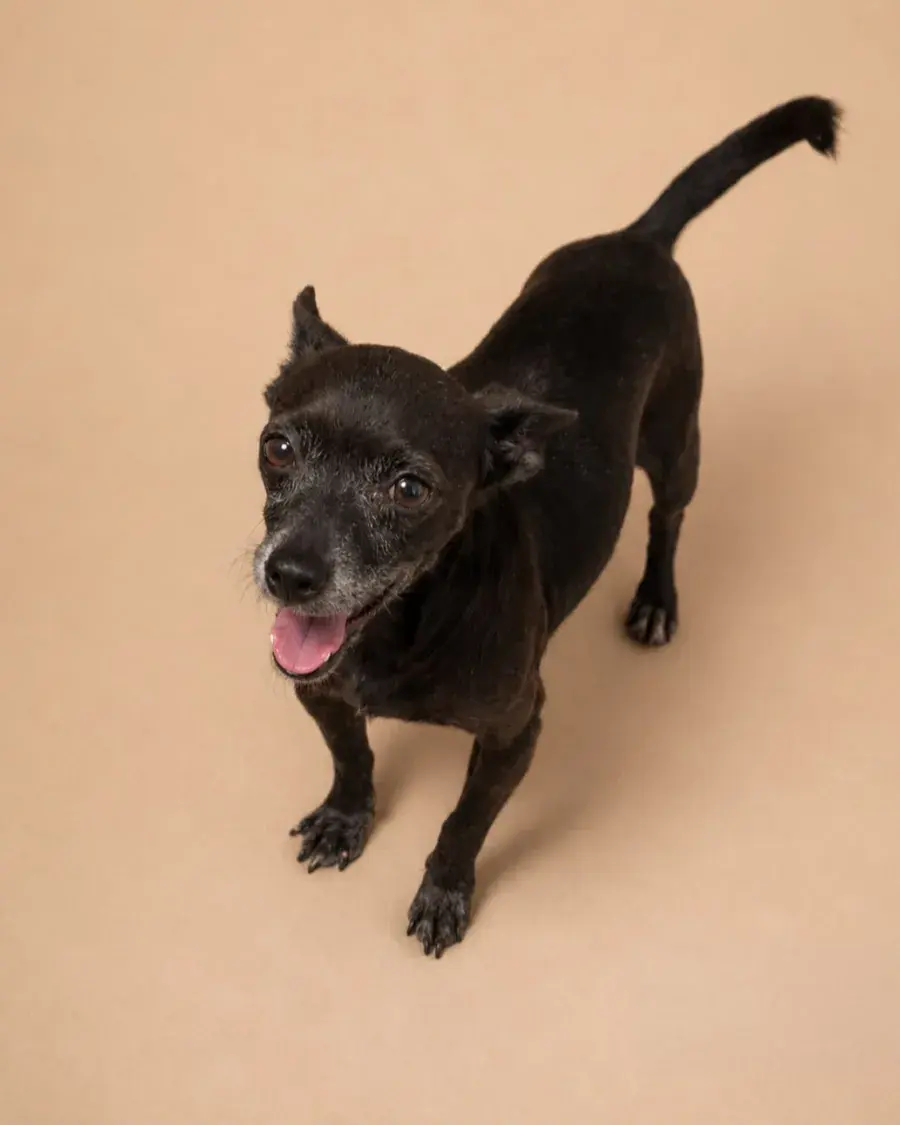 Ponky, perro pequeño de pelo oscuro con el hocico canoso, de pie con la lengua fuera