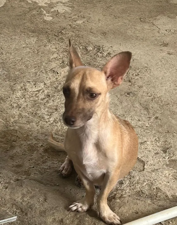 Alma